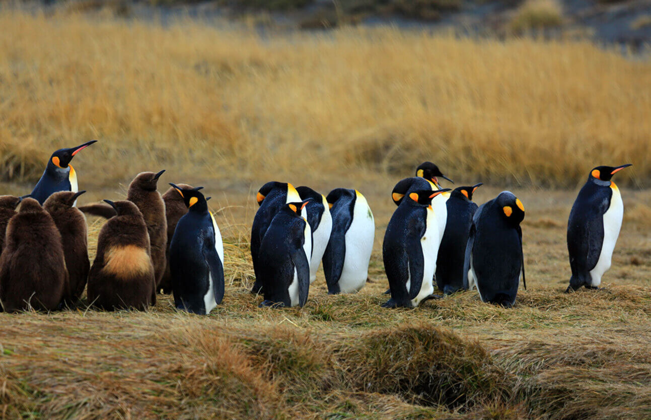 Full Day Tierra del Fuego Parque Pingüino Rey